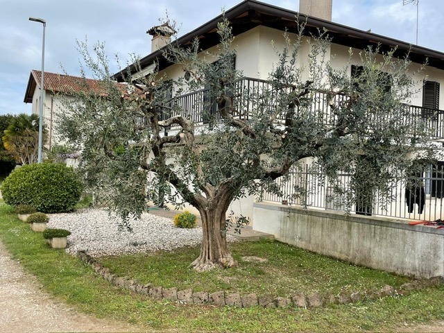 Potatura Completata da 7 petali zona udine
