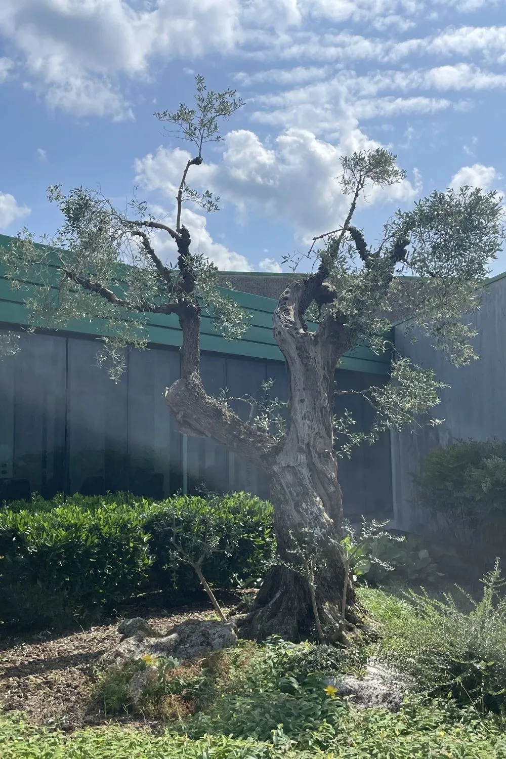 Intervento di Giardinaggio Professionale a Udine da 7 Petali (1)