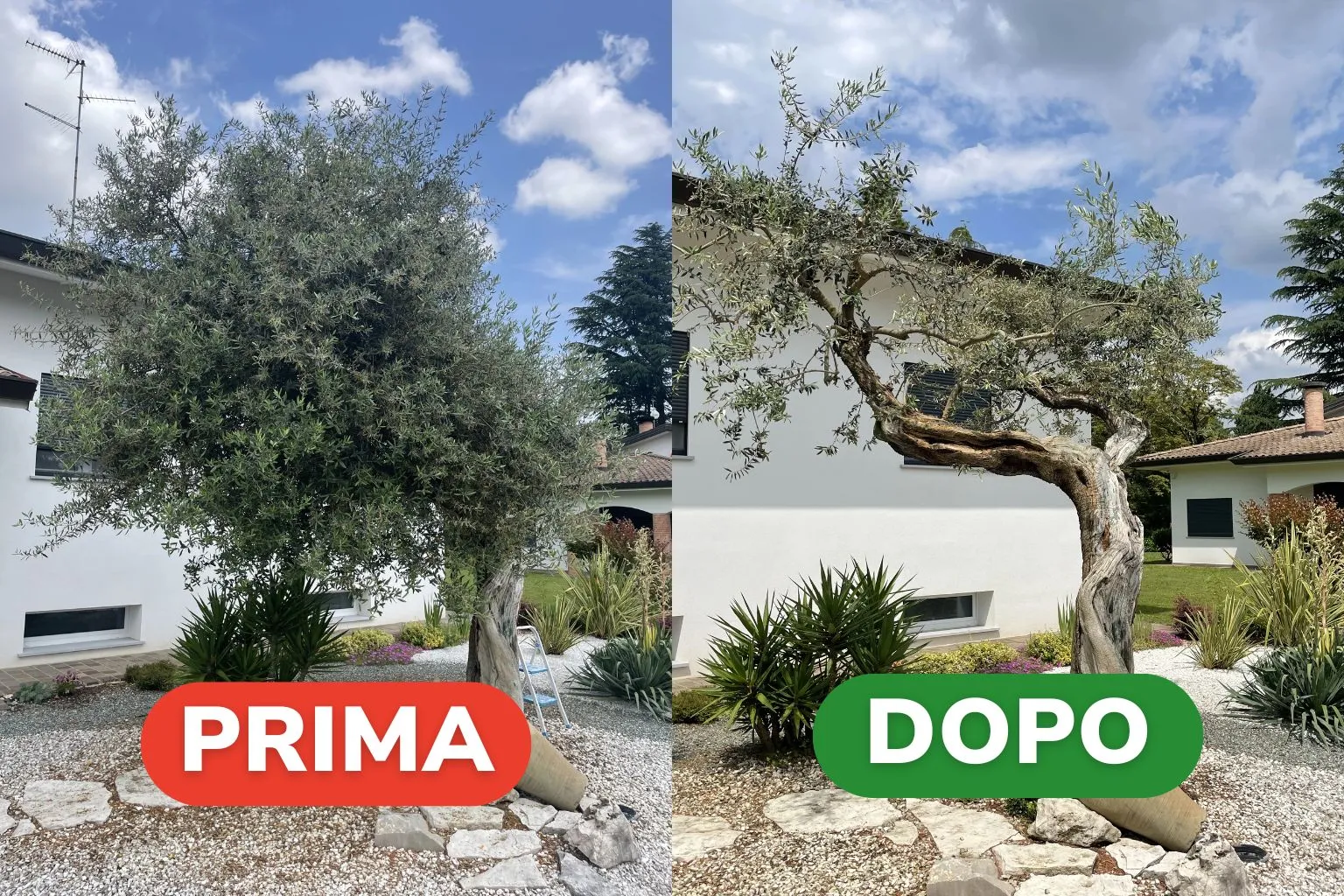 Potatura Albero con 7 Petali in Zona Udine Risultati (1)