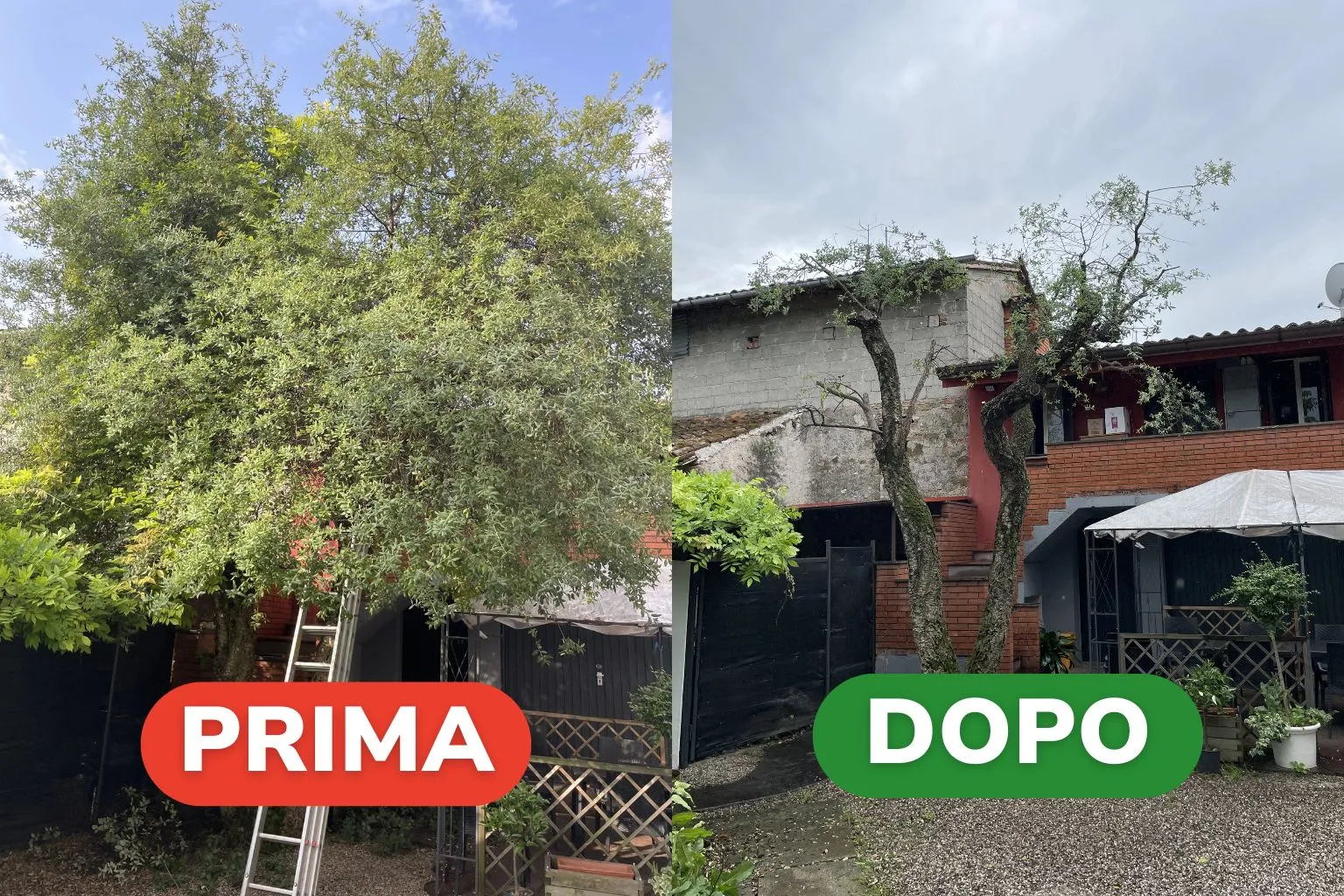 Potatura Albero con 7 Petali in Zona Udine Risultati (2)