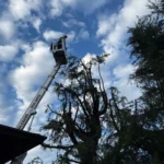 Potatura Sempreverdi