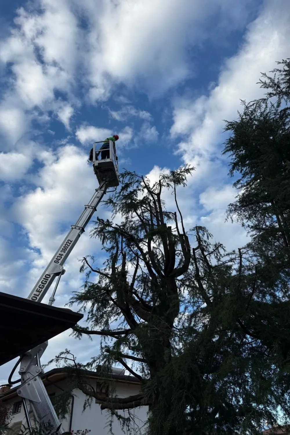 Potatura Sempreverdi