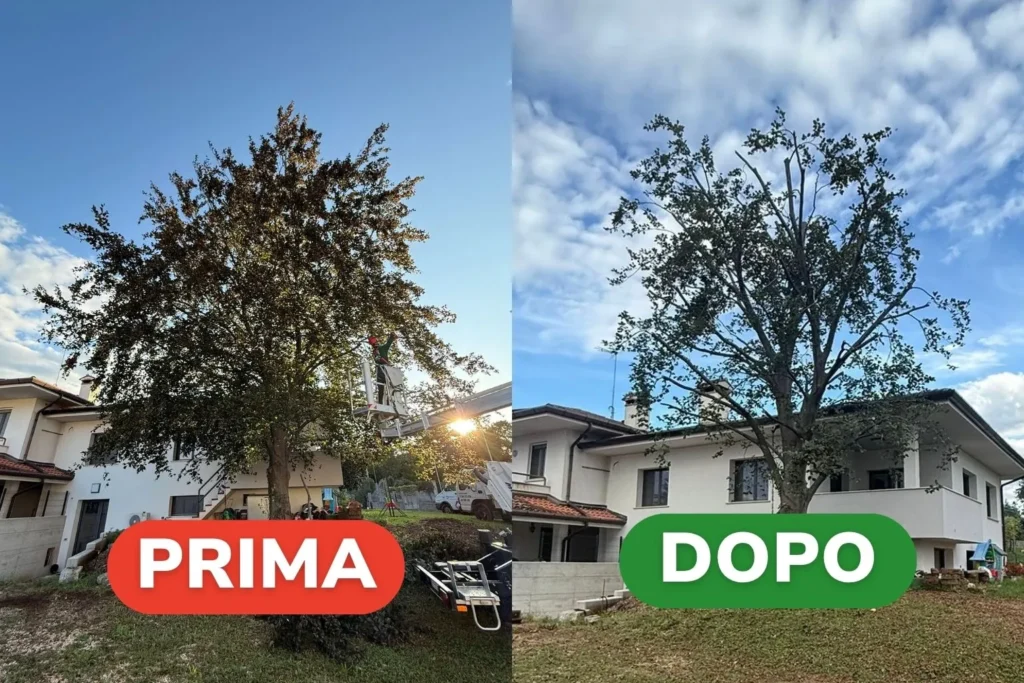 Prima e dopo con potatura 7 petali