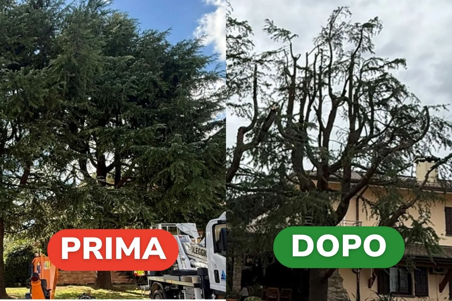 Servizio di Potatura alberi con 7 petali